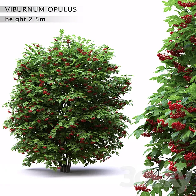 Red Wild Red Viburnum 3DModel