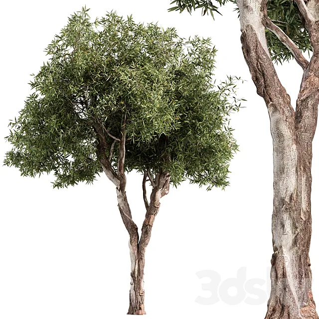 RedGum Tree - Tree Set 216 3D Model
