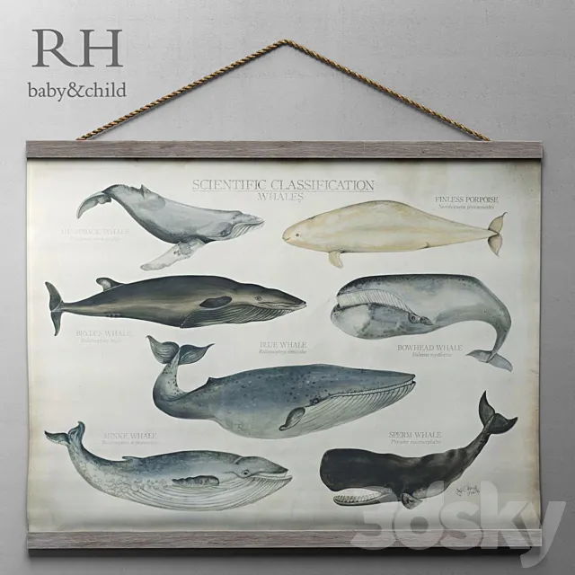 RH _ SCIENTIFIC WHALE TAPESTRY 3DModel