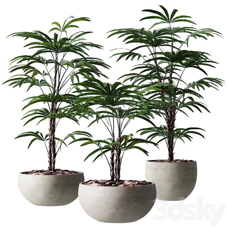 Rhapis Humilis Vase Plant 3D Model Free