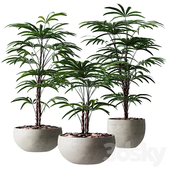 Rhapis Humilis Vase Plant 3DModel
