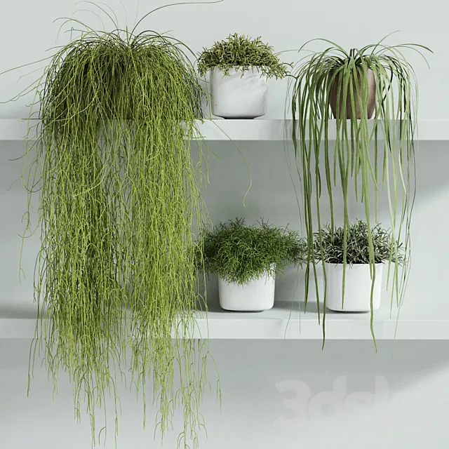 RHIPSALIS Set 01 3DModel