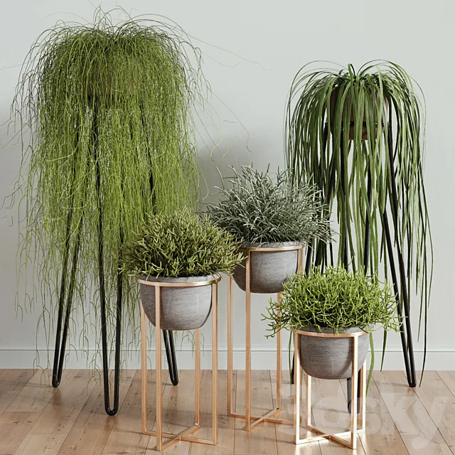 RHIPSALIS Set 02 3DModel