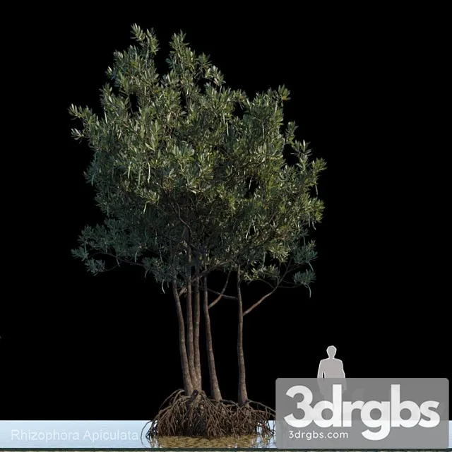 Rhizophora Apiculata Var2 1 3D Model Free