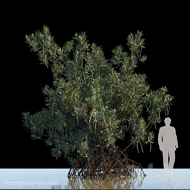 Rhizophora Apiculata_var1 3D Model Free