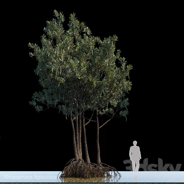 Rhizophora Apiculata_var2 3D Model