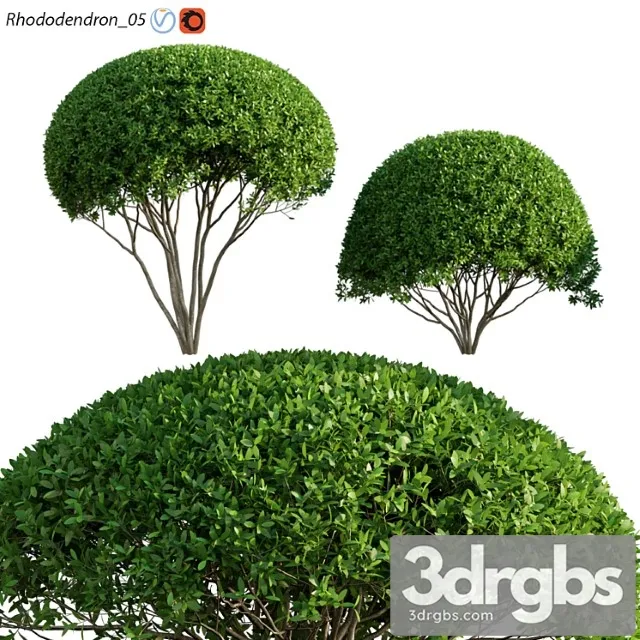 Rhododendron 05 3D Model Free