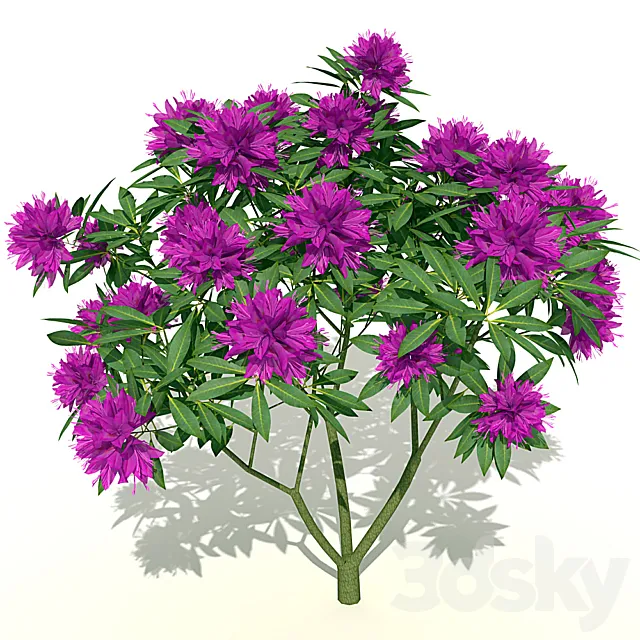 Rhododendron blooming Free Download