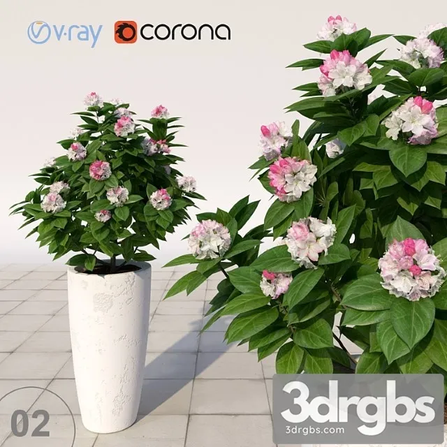 Rhododendron Flowering 3D Model Free
