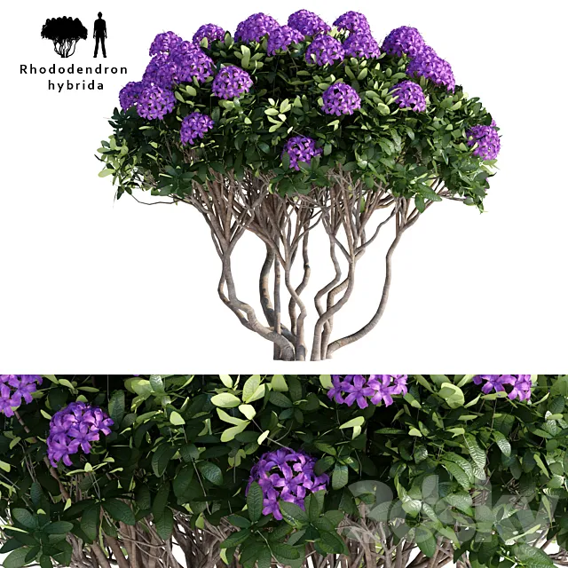 Rhododendron Hybrid | Rhododendron hybrida 3D Model