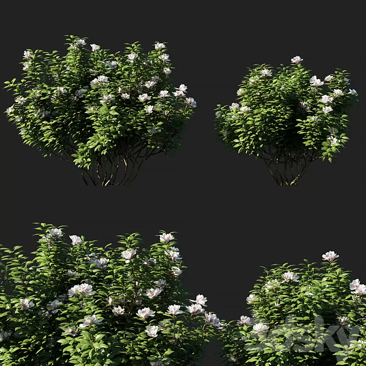 Rhododendron ponticum 01 3D Model