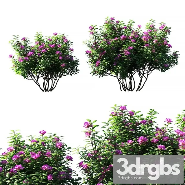 Rhododendron ponticum pink flower