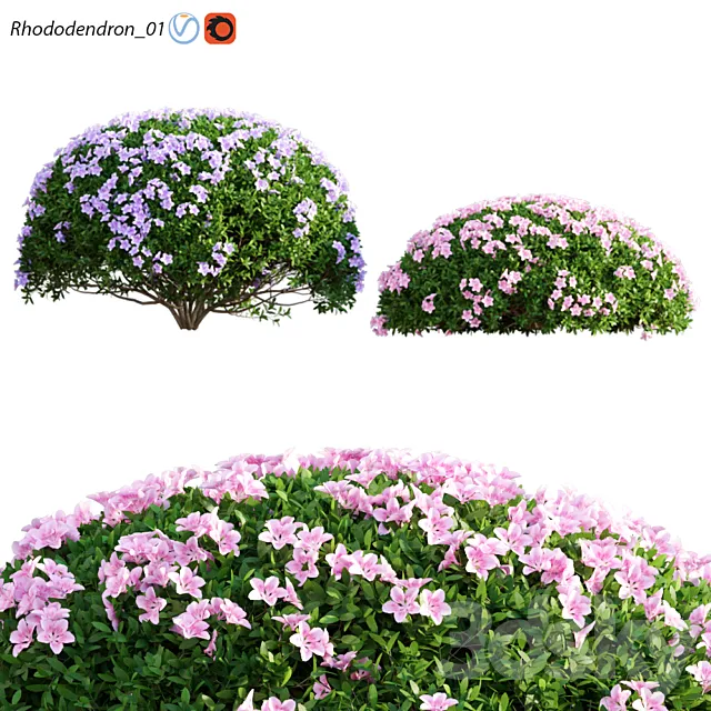 Rhododendron_01 3D Model
