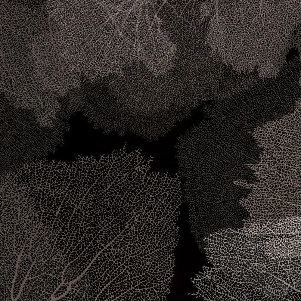 Rimura - Wallpaper Corales 3D Model