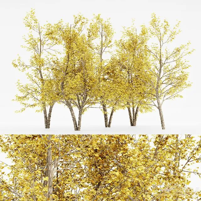 River Birch fall 5 TREE 3D Model