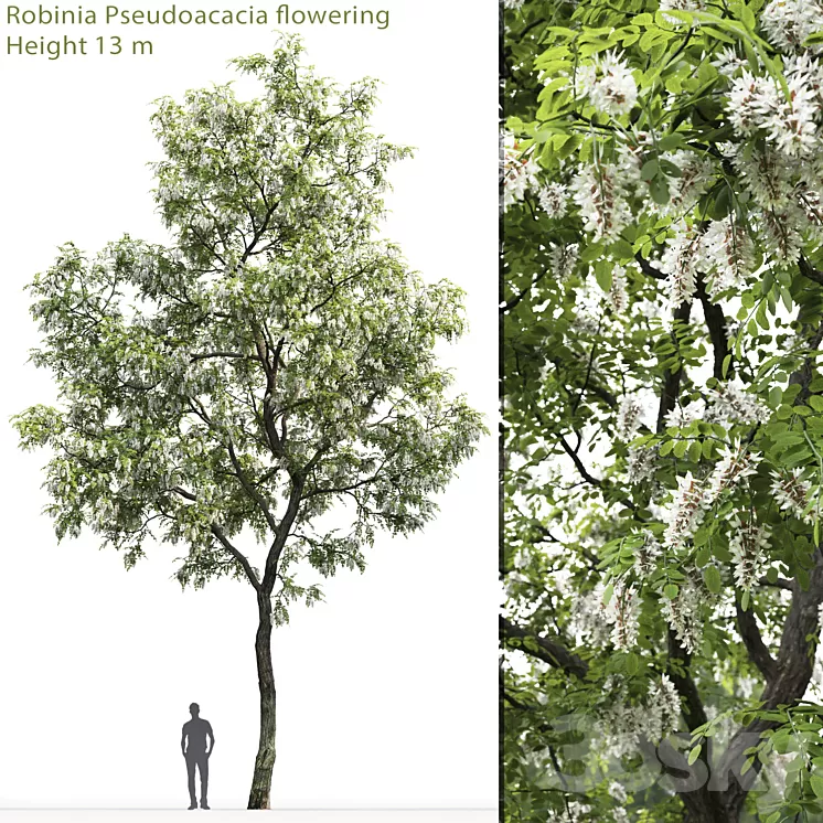 Robinia 3D Model