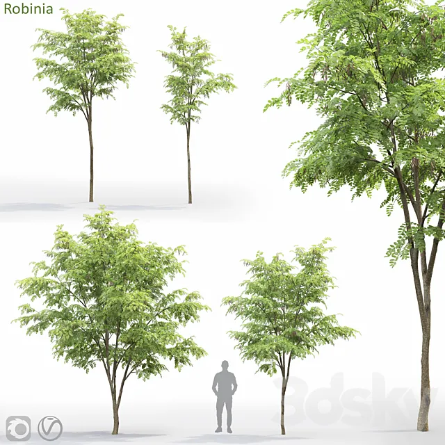 Robinia Free Download