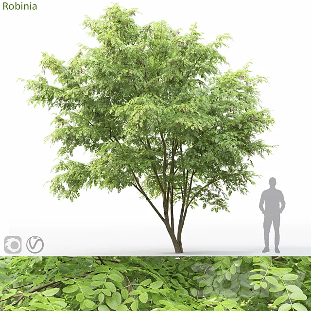 Robinia 3D Model