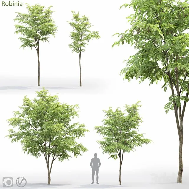 Robinia 3D Model