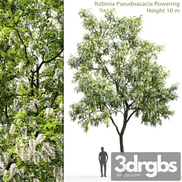 Robinia 3D Model Free