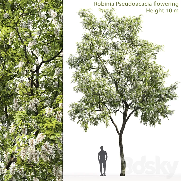 Robinia 3D Model