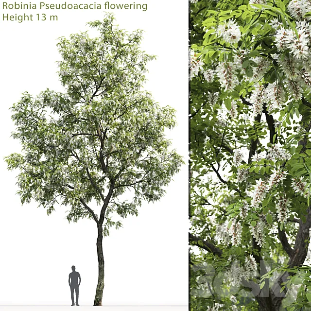 Robinia 3D Model
