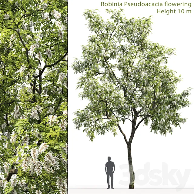 Robinia 3DModel