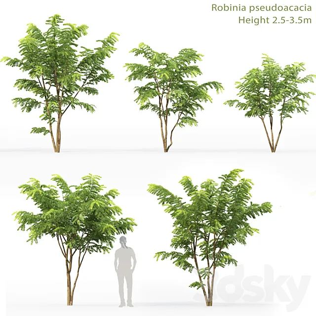 Robinia Pceudoacacia 3DModel