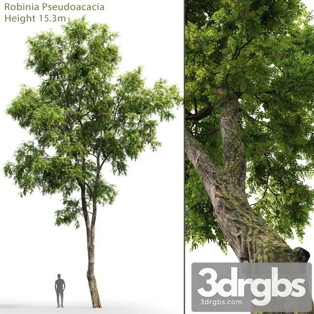 Robinia Pseudoacacia 3D Model Free