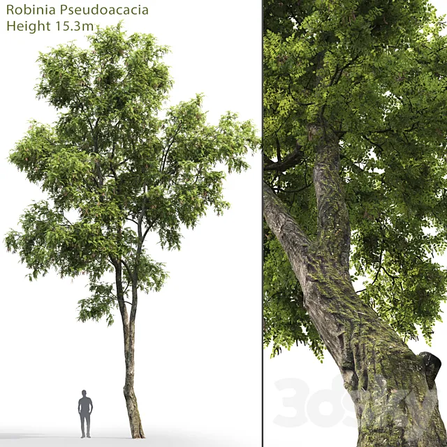 Robinia Pseudoacacia 3DModel