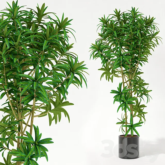 Room plant 3DModel