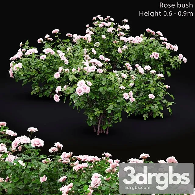 Rose 29 3D Model Free