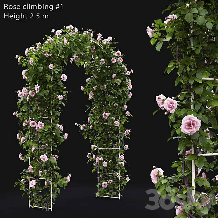 Rose 3D Model