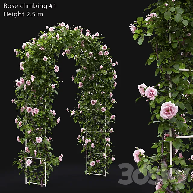 Rose 3DModel