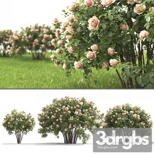 Rose Bush 3D Model Free