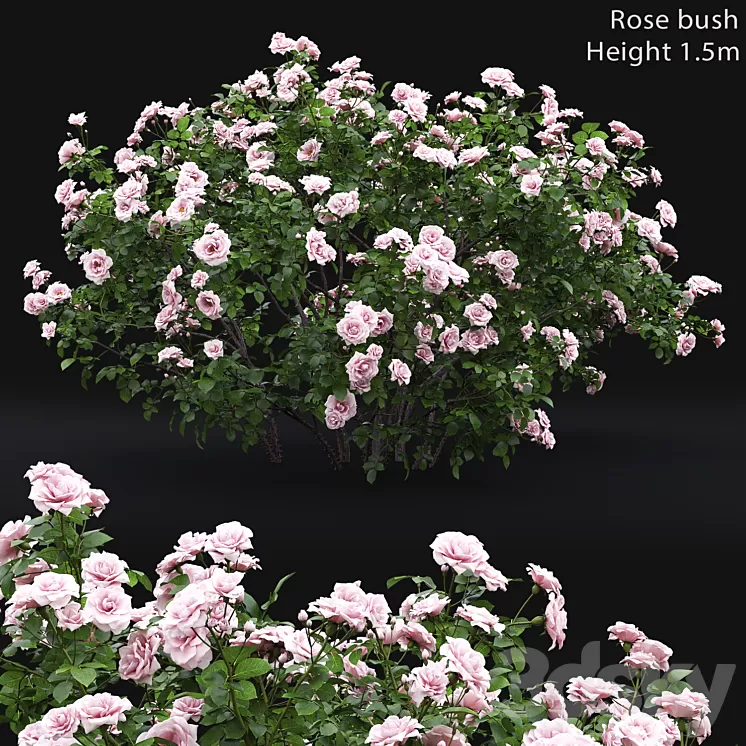 Rose bush # 4 3D Model