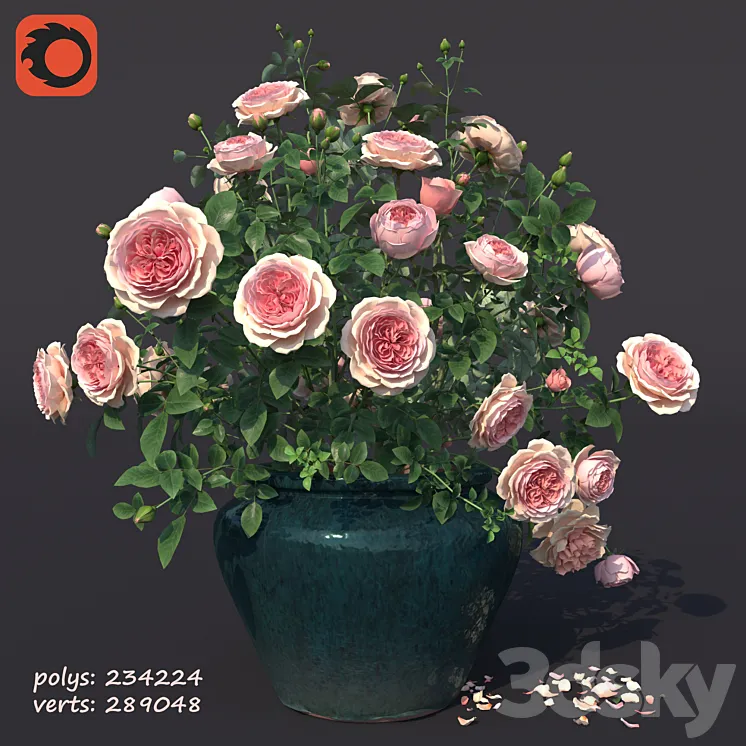 Rose bush in a flowerpot N1 3D Model Free