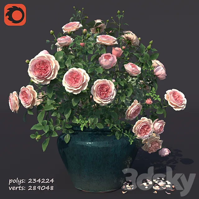 Rose bush in a flowerpot N1 3DModel