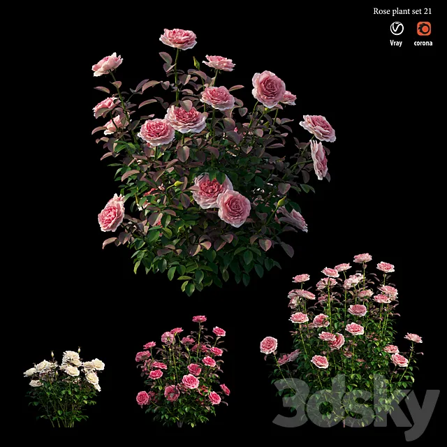 Rose plant set 21 3D Model