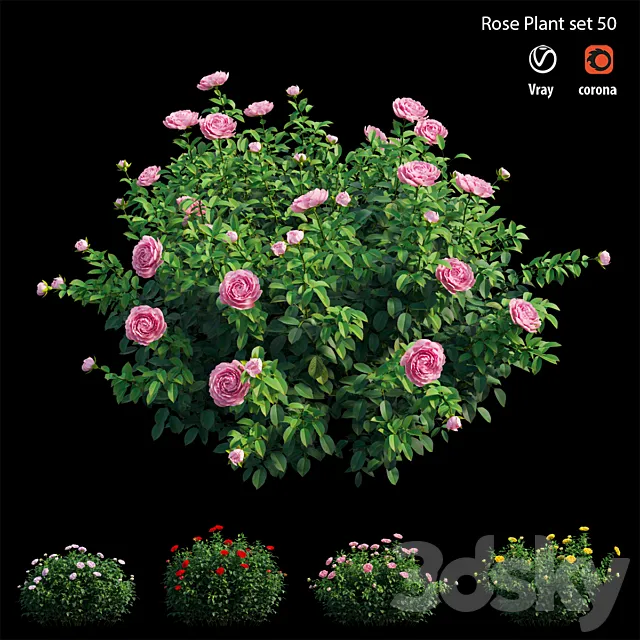 Rose plant set 50 3D Model