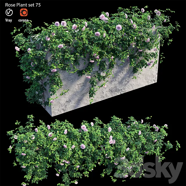 Rose plant set 75 3DModel