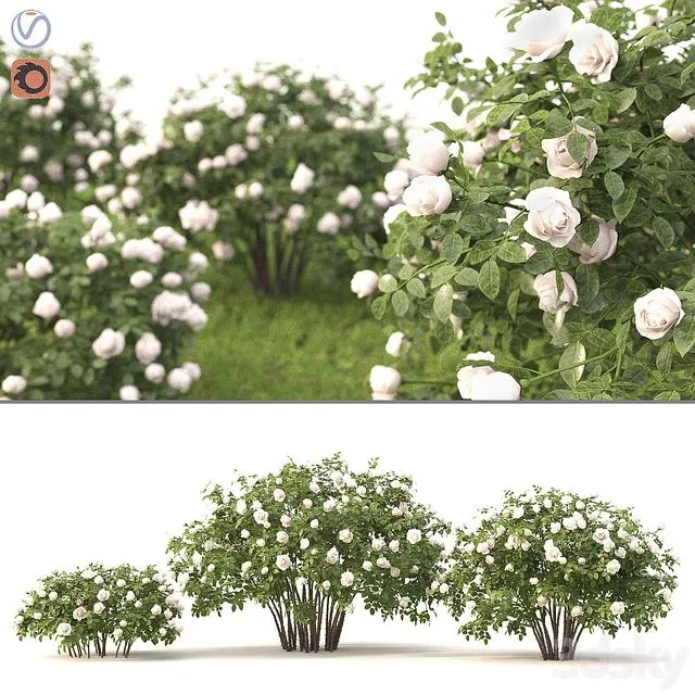 Rose plants bush hedge fence garden 3D Model