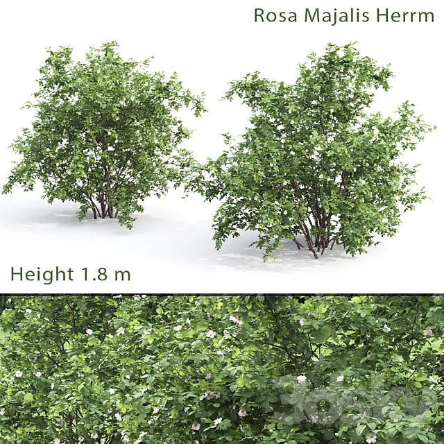 Rosehip bush # 1 (Rosa Majalis Herrm) 3D Model
