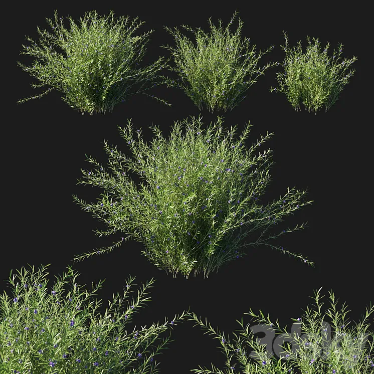 Rosemary creeping 02 3D Model Free