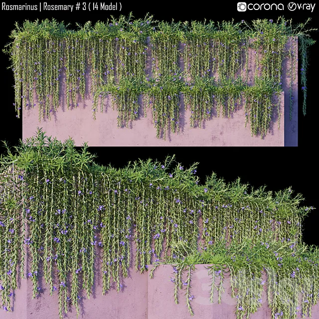 Rosmarinus | Rosemary # 3 (14 Model) 3D Model