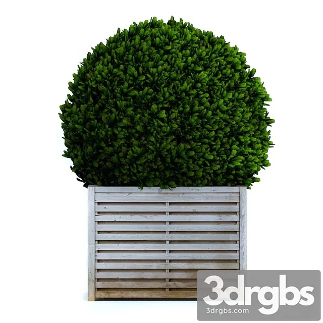 Round Bush 2 3D Model Free