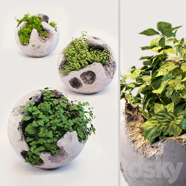 Round concrete pots with plants 3DModel