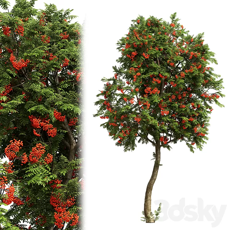 Rowan #03 3D Model