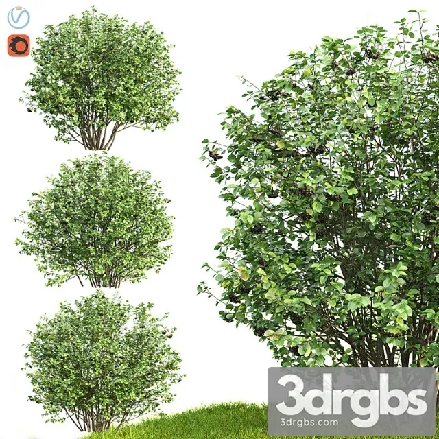 Rowan 10 3D Model Free