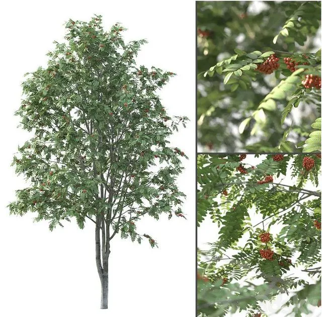 Rowan 3D Model